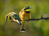 Bee Eater Stare