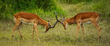 Sparring Impalas