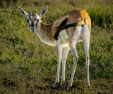 Thompson's Gazelle