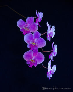 Orchids