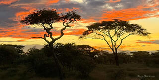 Acacia Sunrise