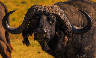 African Cape Buffalo