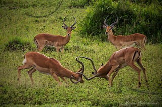 African Impalas Sparring