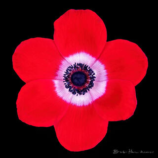 Anemone