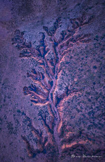 Arroyo "Tree" Aerial