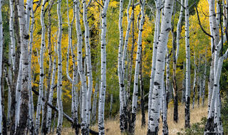 Aspen in the Fall