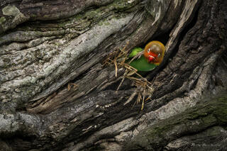 Baby Lovebird Pokes its Head Out