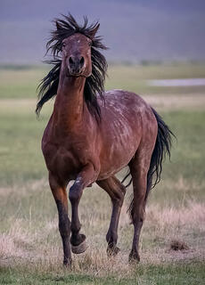 Bad Hair Day