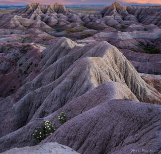 Badlands Flowers
