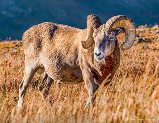 Rocky Mountain Big Horn Sheep #2