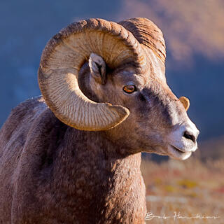 Rocky Mountain Big Horn Sheep
