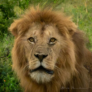 Good Looking Fellow