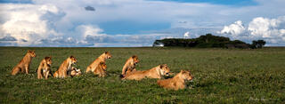 Curious Lions