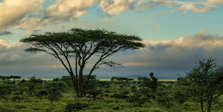 Acacia Tree Early Morning
