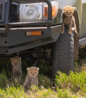 Cubs Posing