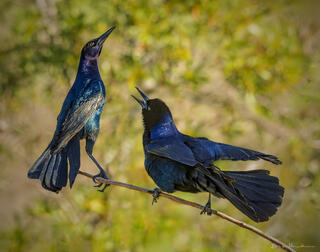 Dispute of the Boat-tailed Grackles
