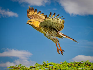 Eagle Takeoff