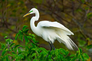 Egret in Repose