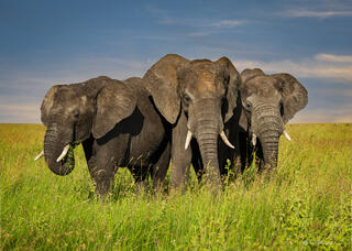 Three Sisters