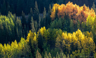 Aspen Colors