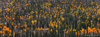 Fall Foliage