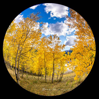 Golden Aspen