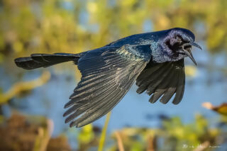 Grackle Cackle