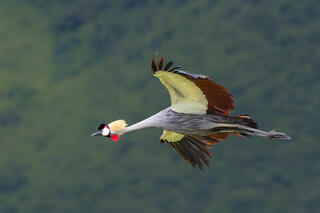 Grey-Crowned Crested Crain