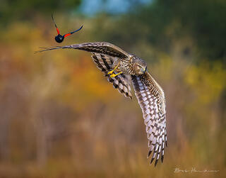 Harassing the Harrier