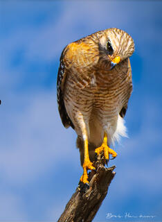 Curious Hawk