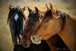 Wild Mustang Trio