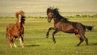 Horseplay