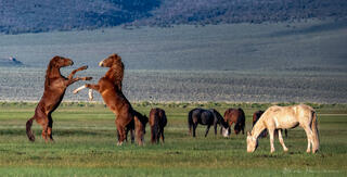 Horsing Around