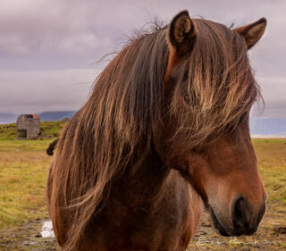 Iceland Pony 2