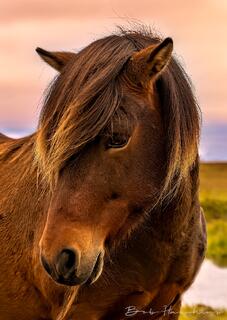 Icelandic Pony