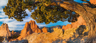 Juniper Tree