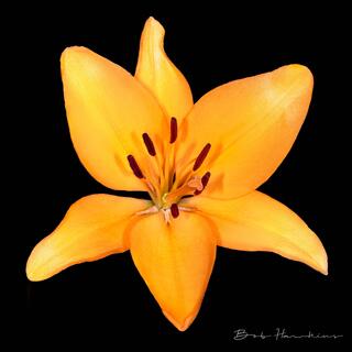 Lilly