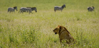 Lion in Wait