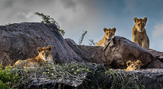 Africa