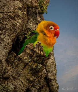 Love Bird Posing