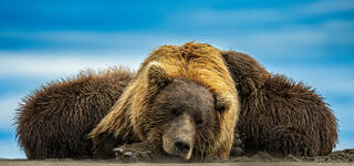 Mama and the Cubs
