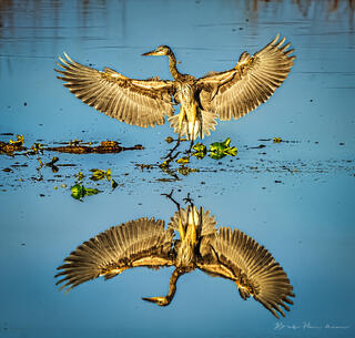 Mirror Image