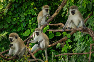 Monkey Business
