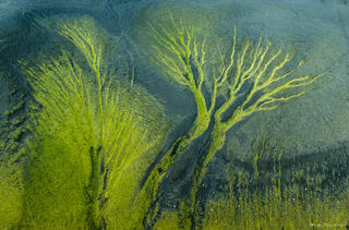 Mossy Tree