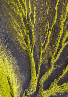 Mossy Branches