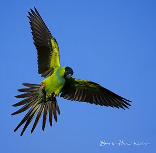 Nanday Parakeet