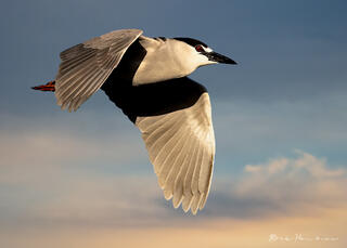 Night Heron in Flight
