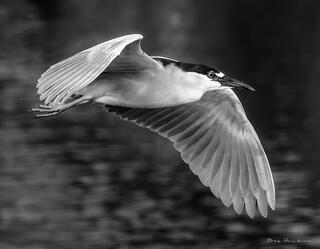 Heron in Flight