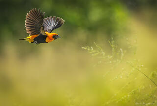 Northern Red Bishop