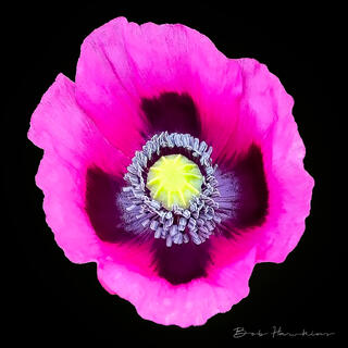 Opium Poppy